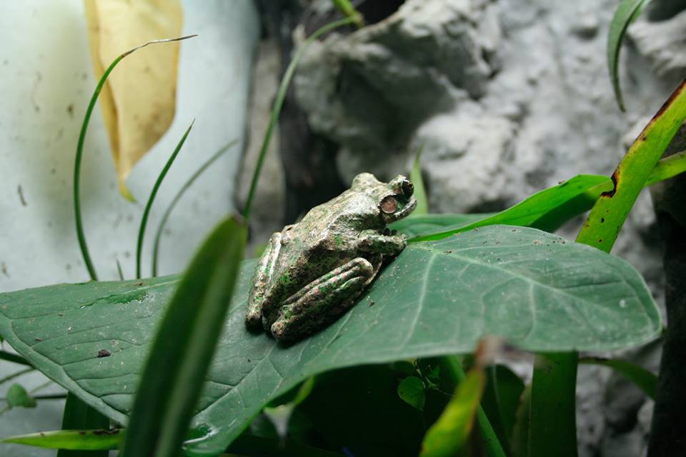 Charadrahyla chaneque