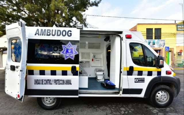 la ambugog perro gato