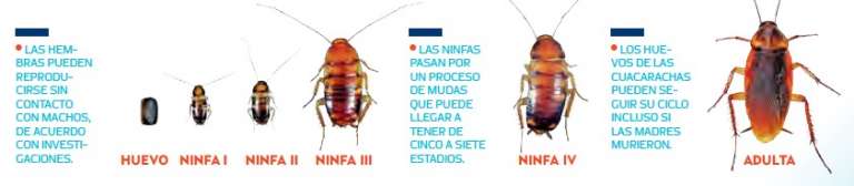 cuca2