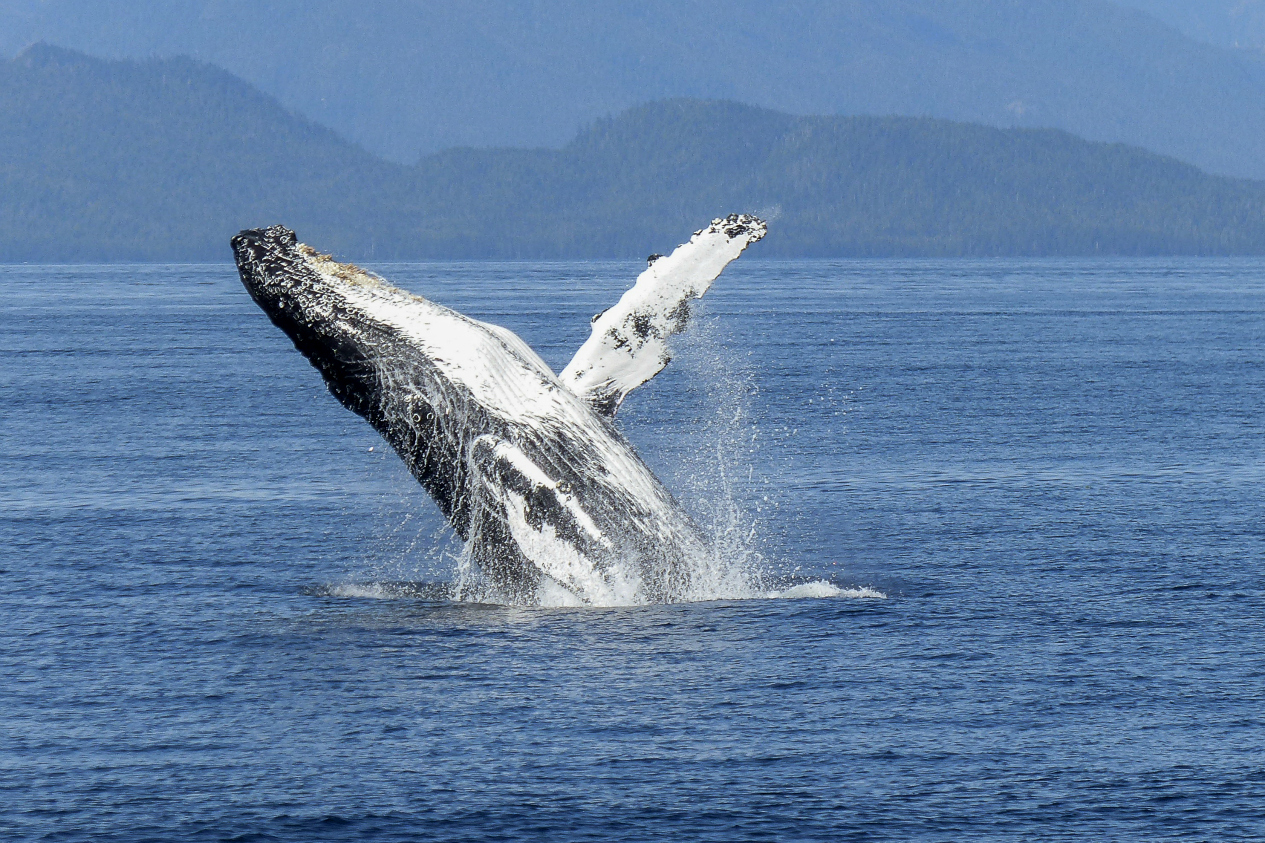 Distribucion de ballena gris cambio climatico
