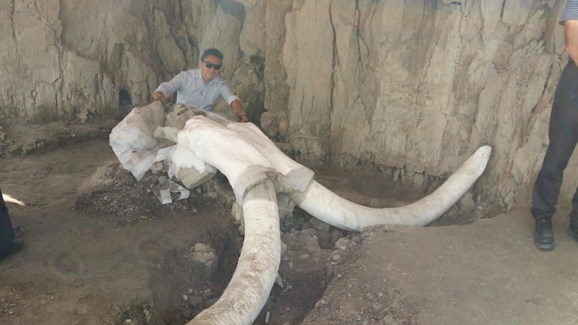 mamut
